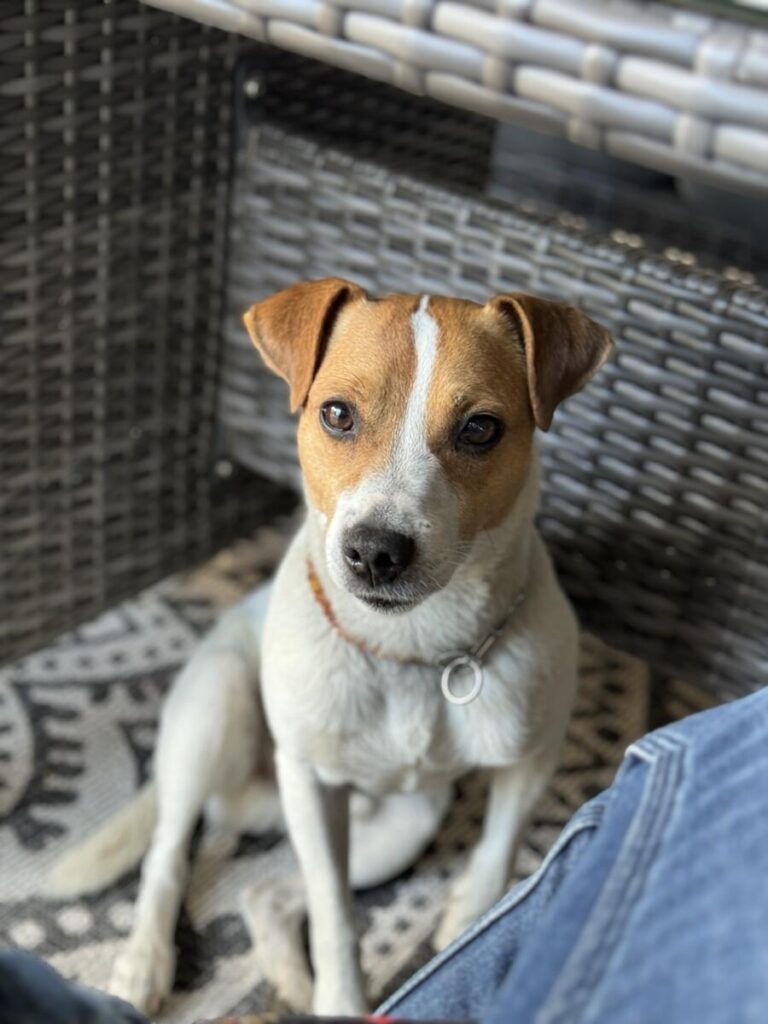 Buddy