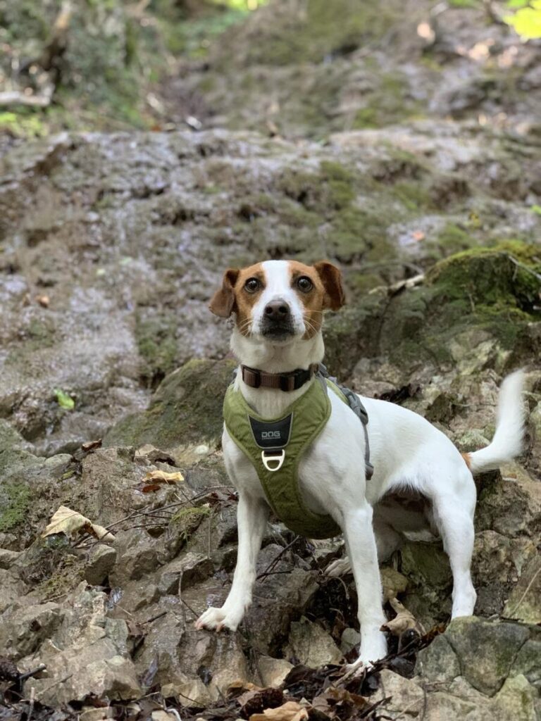 Wally